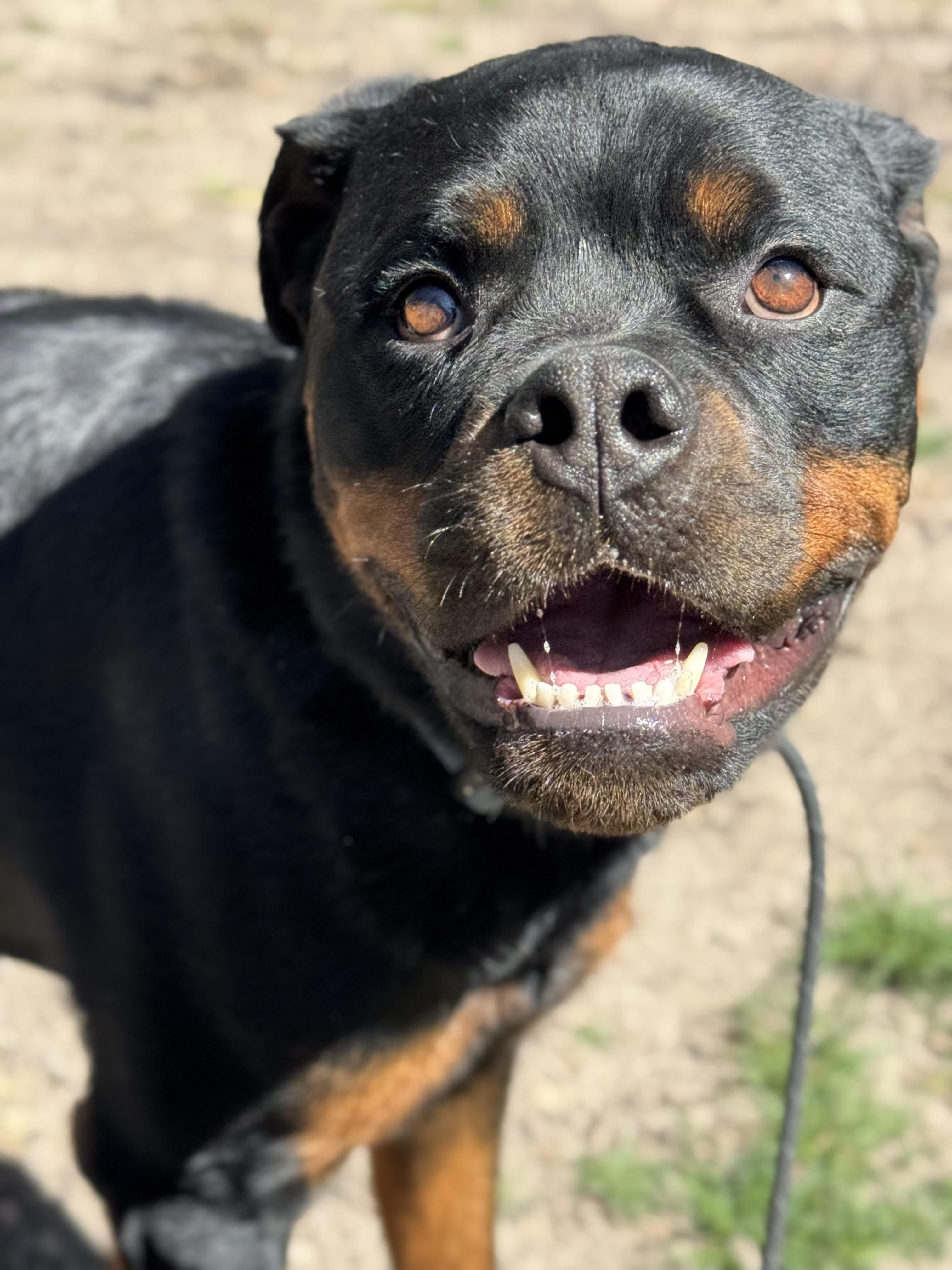 Enlarge Brisket, a ADOPTABLE Rottweiler in salt lake city, UT image 5/6