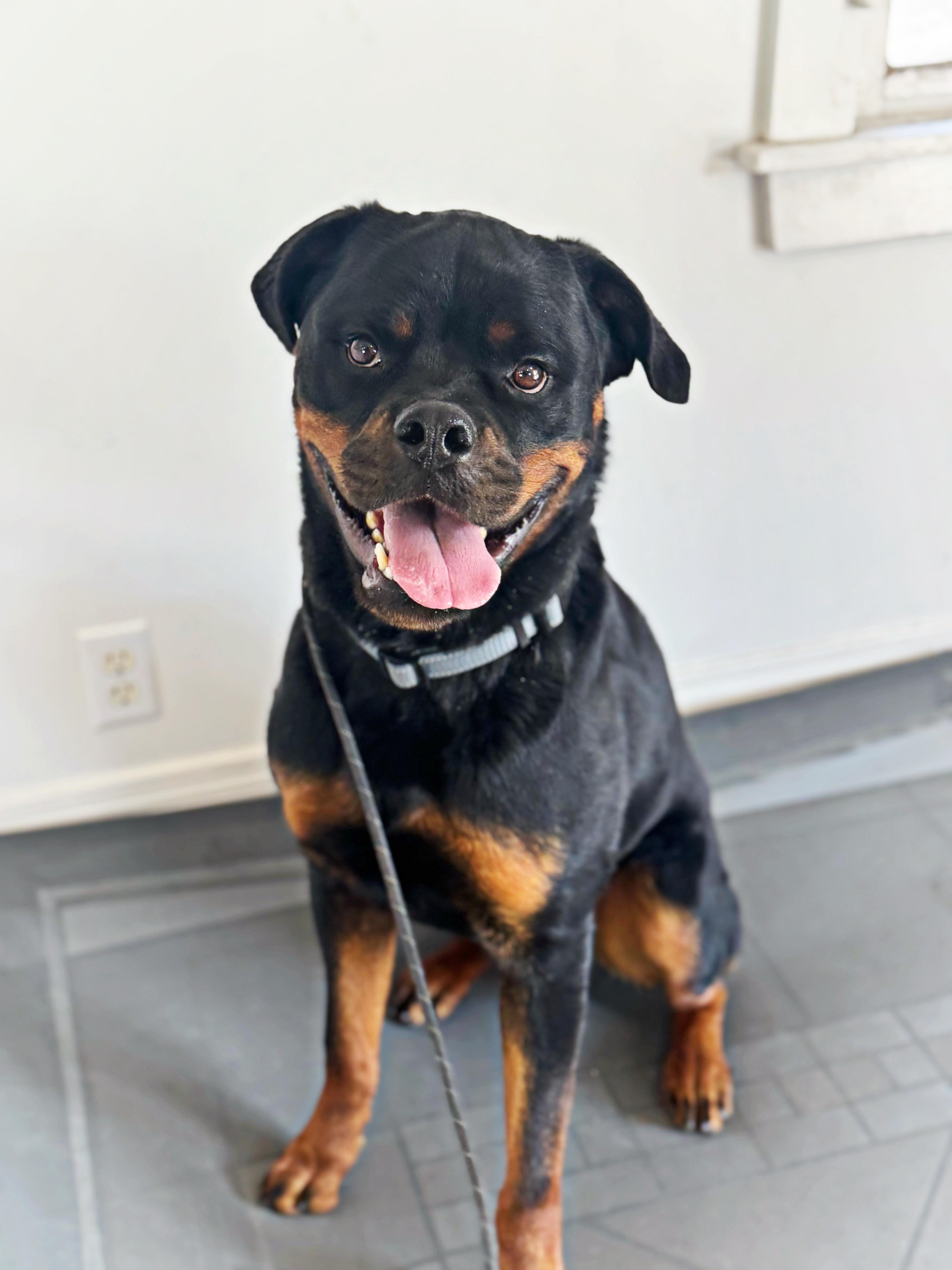 Enlarge Brisket, a ADOPTABLE Rottweiler in salt lake city, UT image 6/6