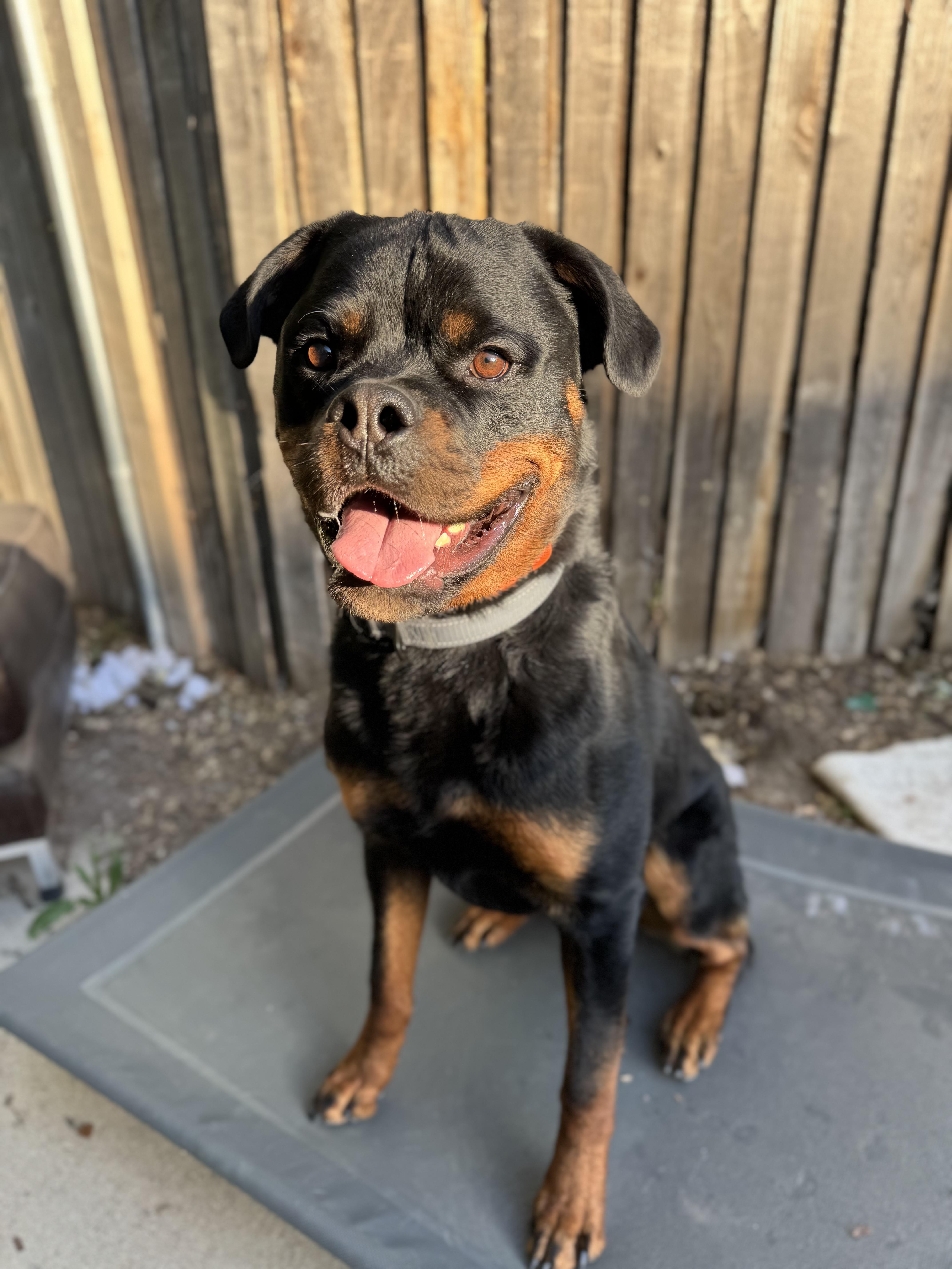 Brisket, a ADOPTABLE Rottweiler in salt lake city, UT image 1/5