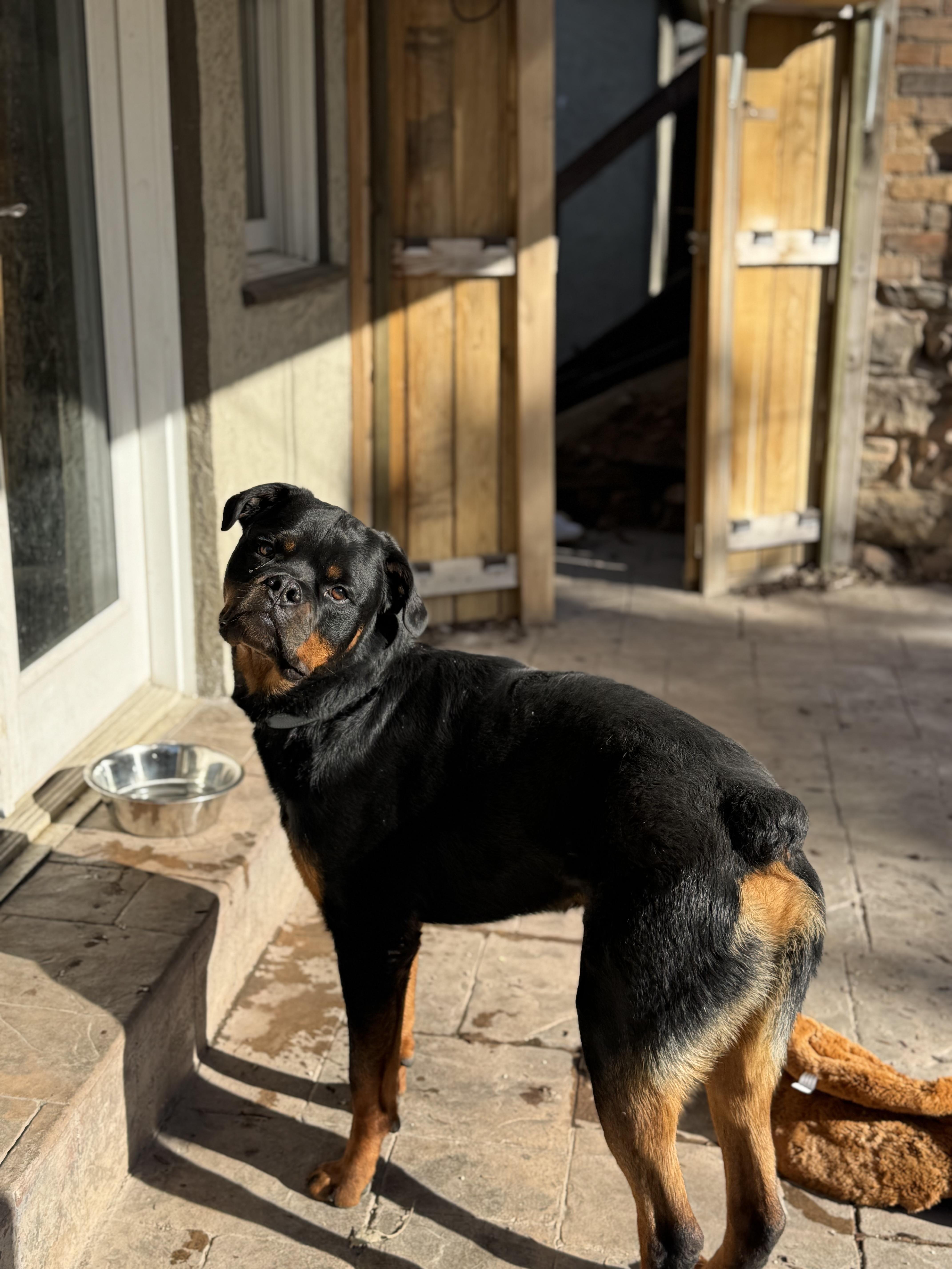 Enlarge Brisket, a ADOPTABLE Rottweiler in salt lake city, UT image 3/6