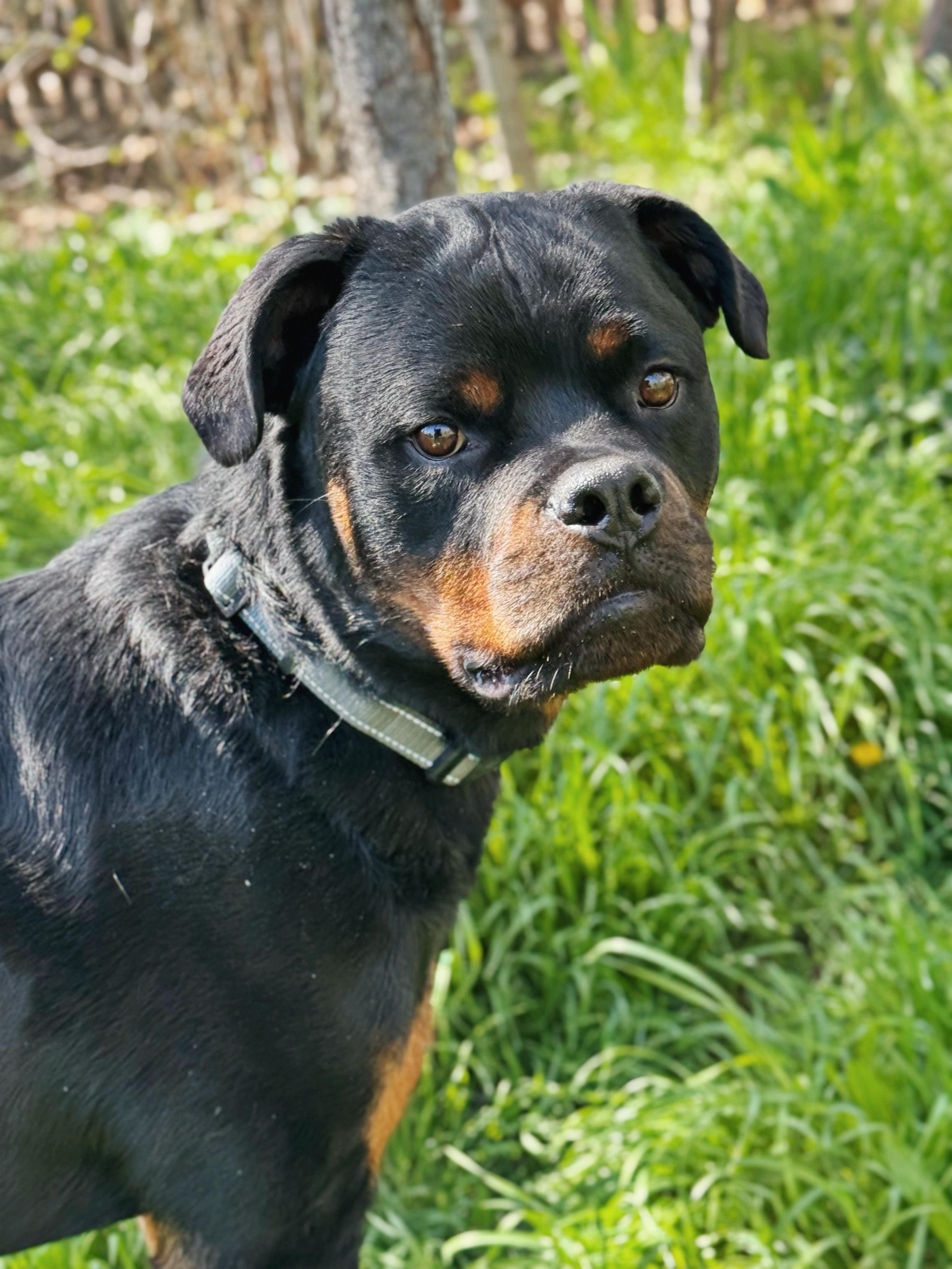 Brisket, ADOPTABLE, Adult Male Rottweiler.