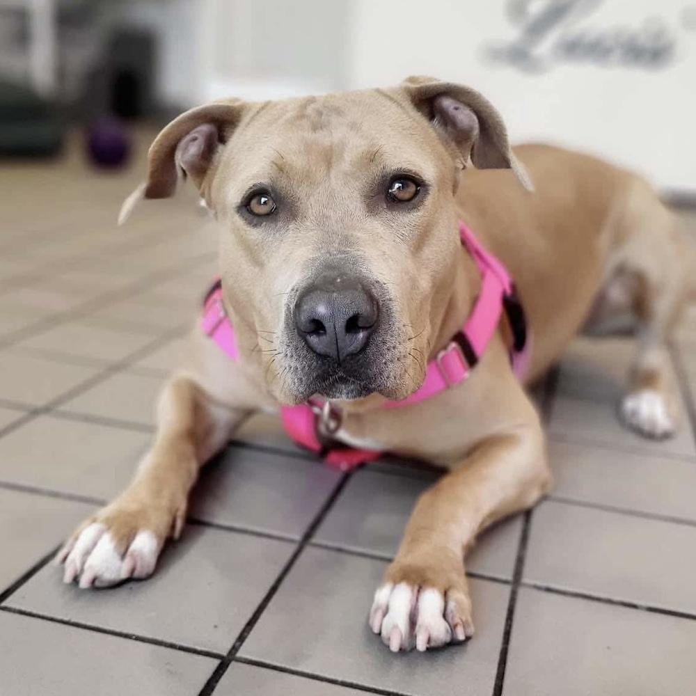 Enlarge Sabrina, a Adoptable mixed breed in Long Island City, NY image 1/6