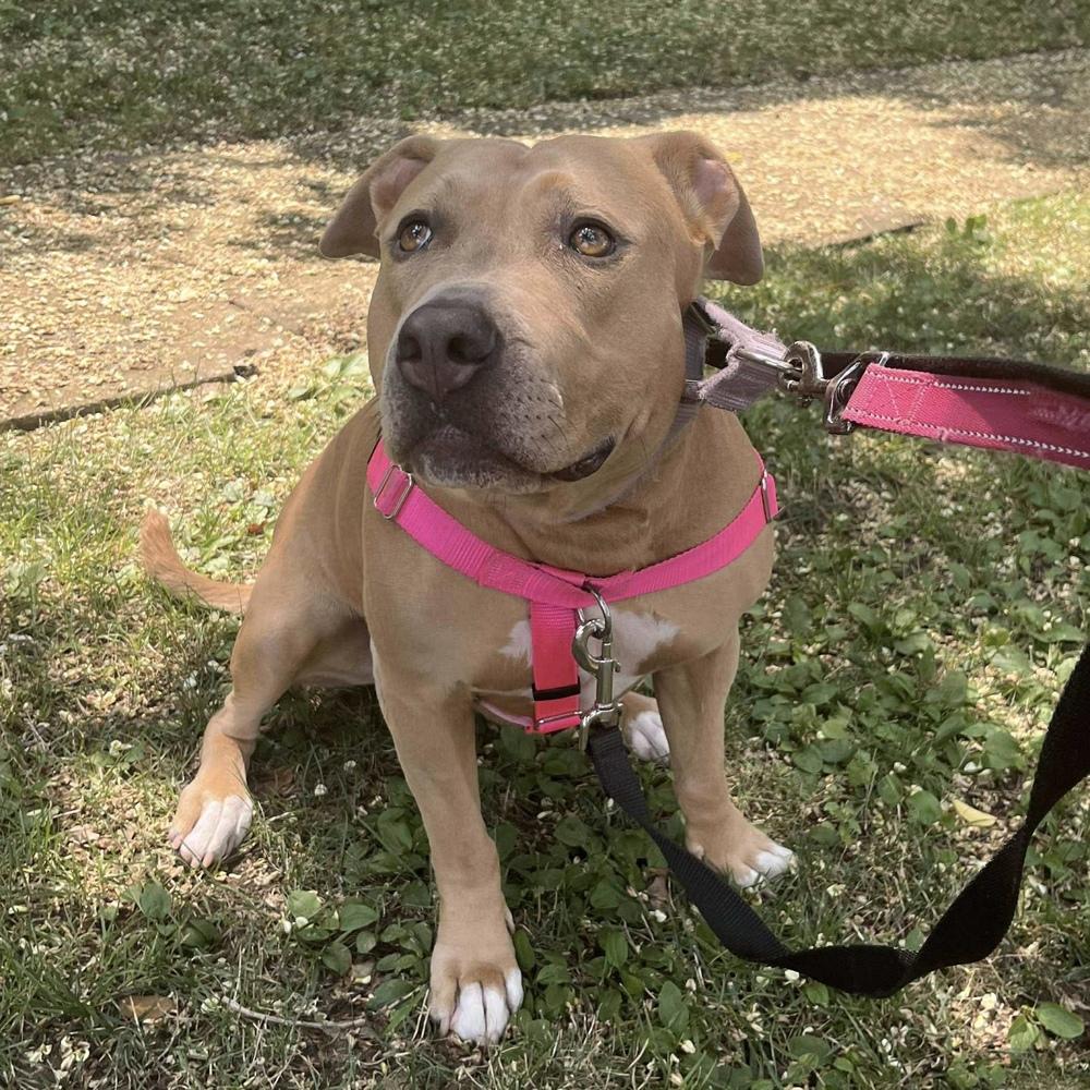 Enlarge Sabrina, a Adoptable mixed breed in Long Island City, NY image 2/6