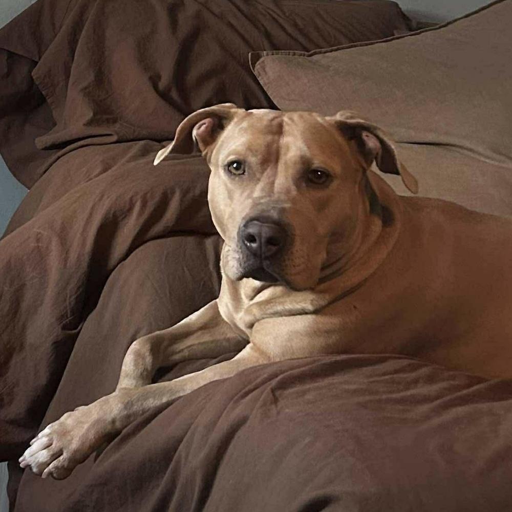Enlarge Sabrina, a Adoptable mixed breed in Long Island City, NY image 3/6