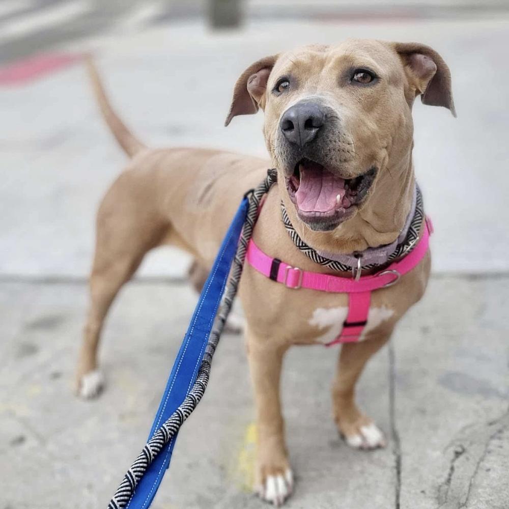 Enlarge Sabrina, a Adoptable mixed breed in Long Island City, NY image 4/6