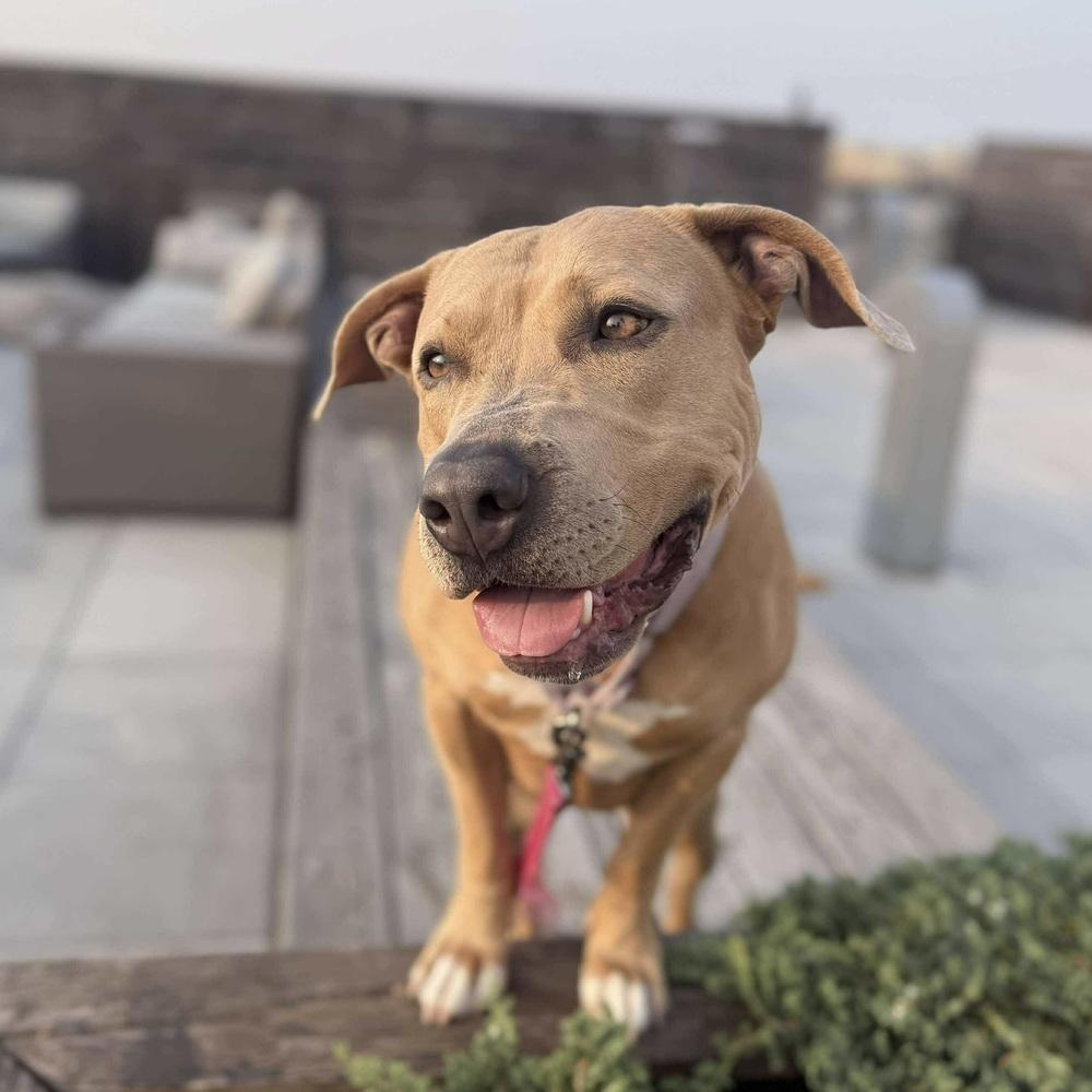 Enlarge Sabrina, a Adoptable mixed breed in Long Island City, NY image 5/6