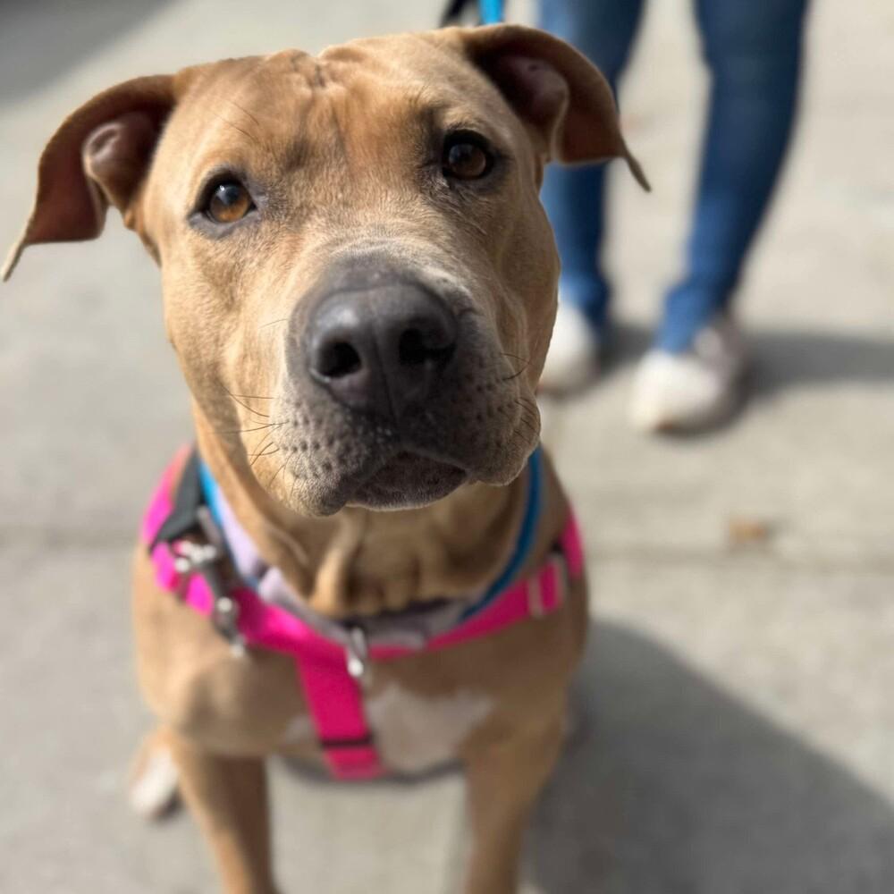 Enlarge Sabrina, a Adoptable mixed breed in Long Island City, NY image 6/6