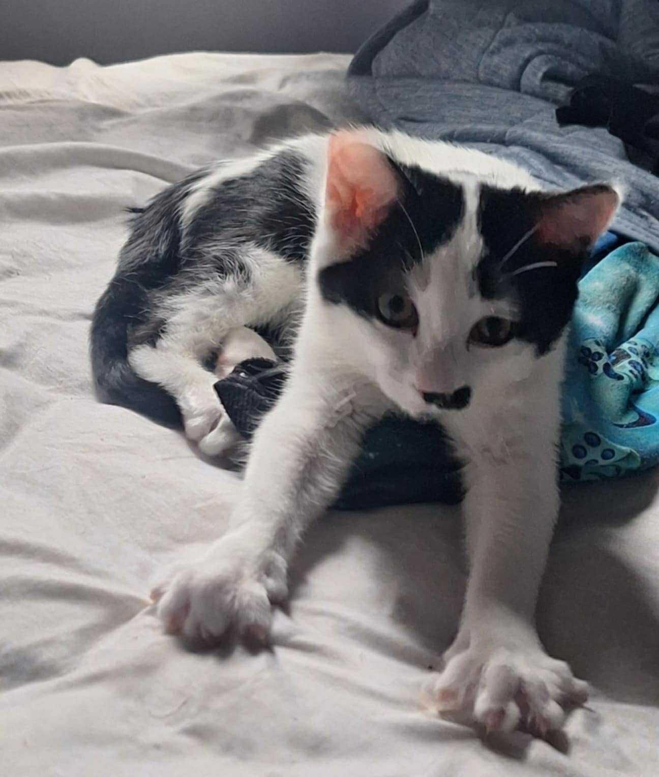 Oreo