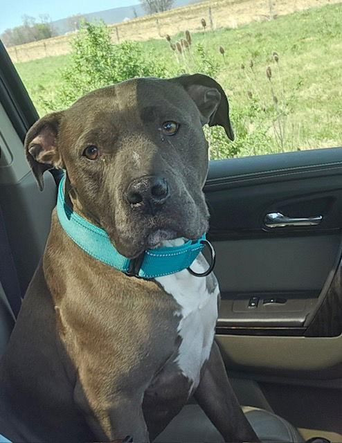 Saint *Courtesy Post*, Adoptable, Adult Male Pit Bull Terrier.