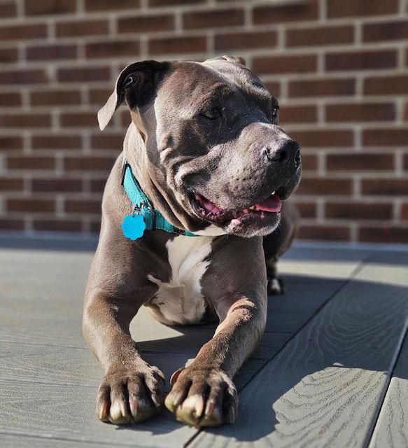 Saint *Courtesy Post*, a Adoptable Pit Bull Terrier in Chambersburg, PA image 2/3