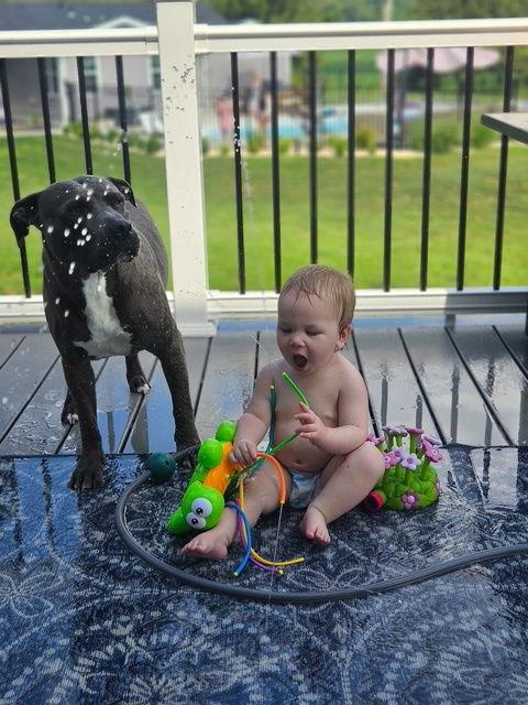 Saint *Courtesy Post*, a Adoptable Pit Bull Terrier in Chambersburg, PA image 3/3