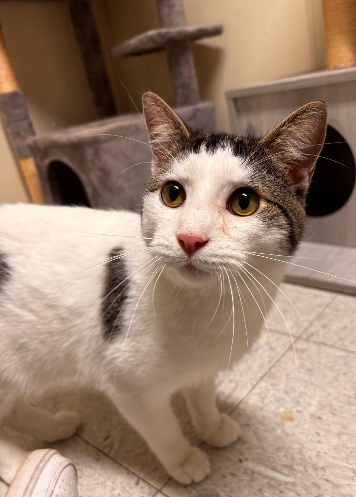 Enlarge Toulouse, a Adoptable mixed breed in Sandusky, OH image 1/1