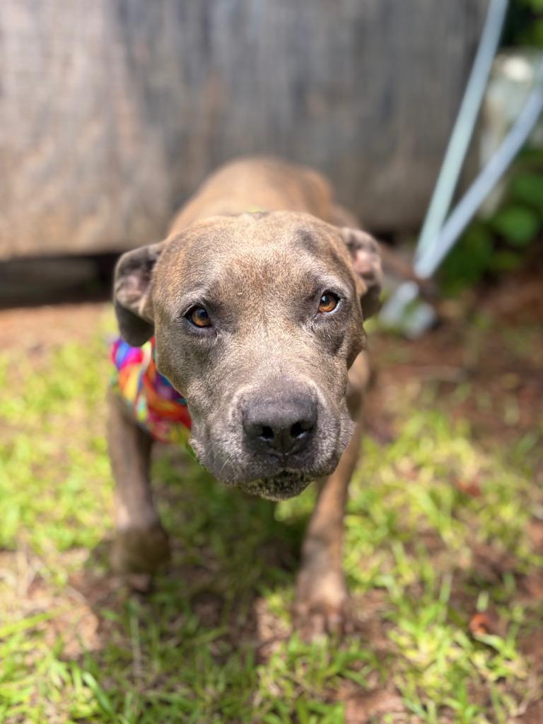 Dolly Pawton, a Adoptable mixed breed in Winnsboro, SC image 3/5