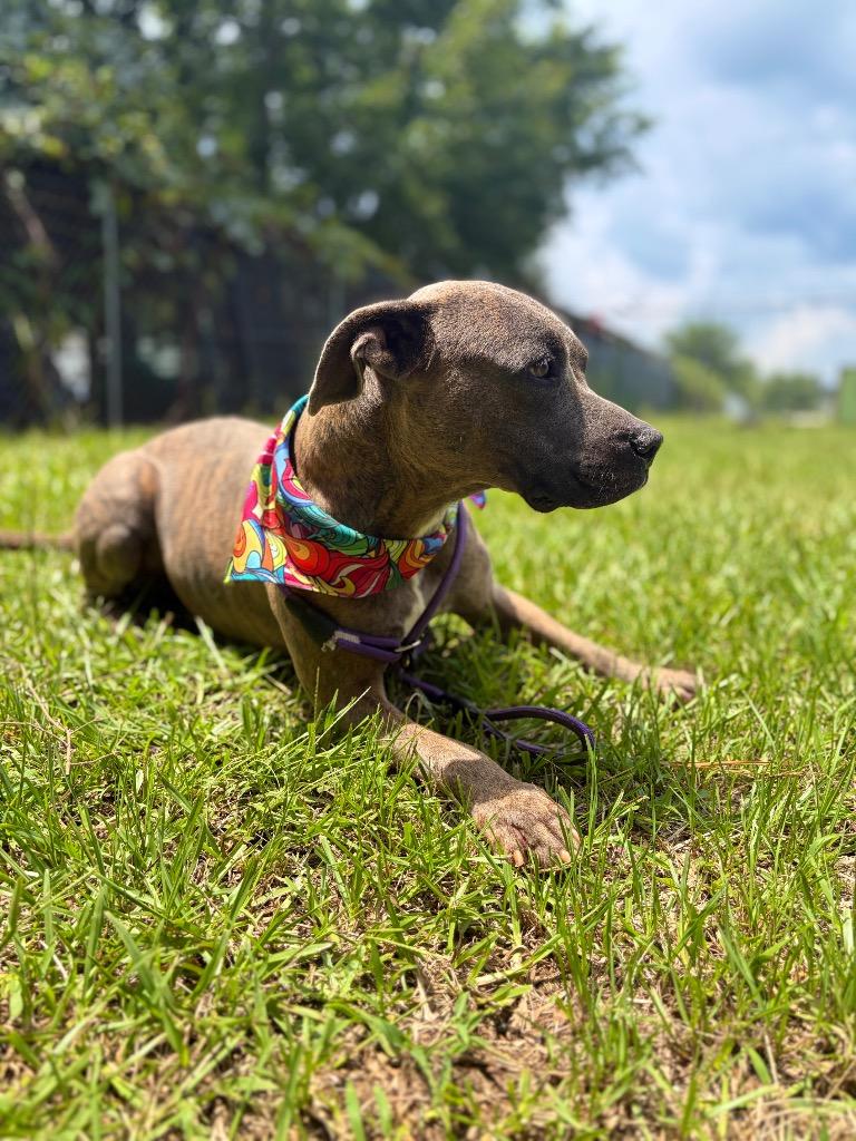 Dolly Pawton, a Adoptable mixed breed in Winnsboro, SC image 2/5