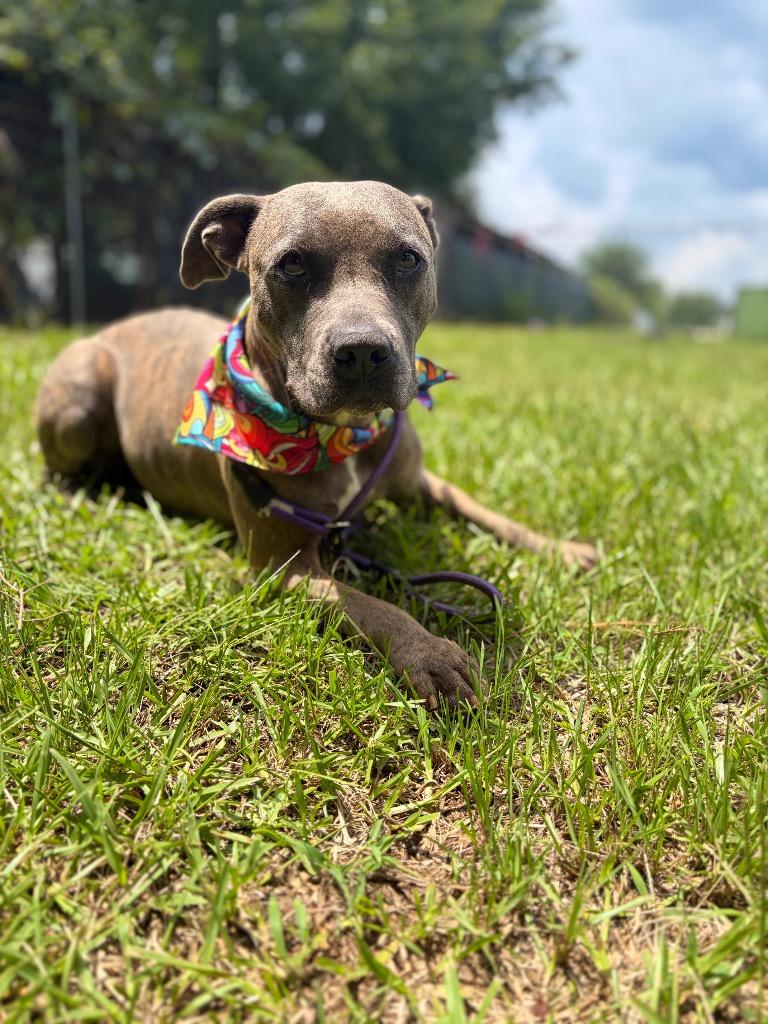 Dolly Pawton, a Adoptable mixed breed in Winnsboro, SC image 4/5