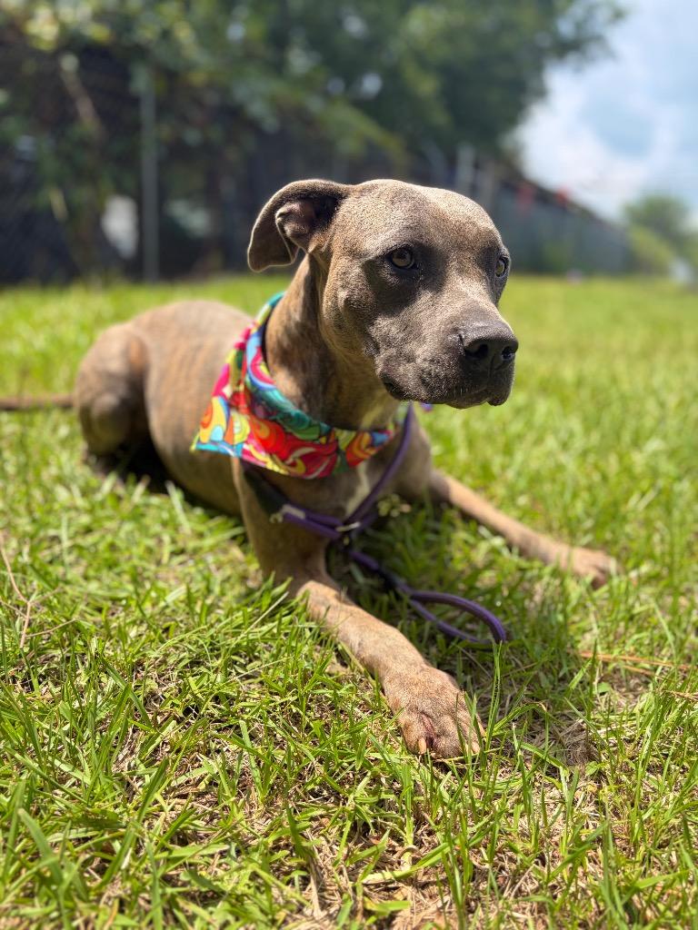 Dolly Pawton, Adoptable, Adult Female Terrier.