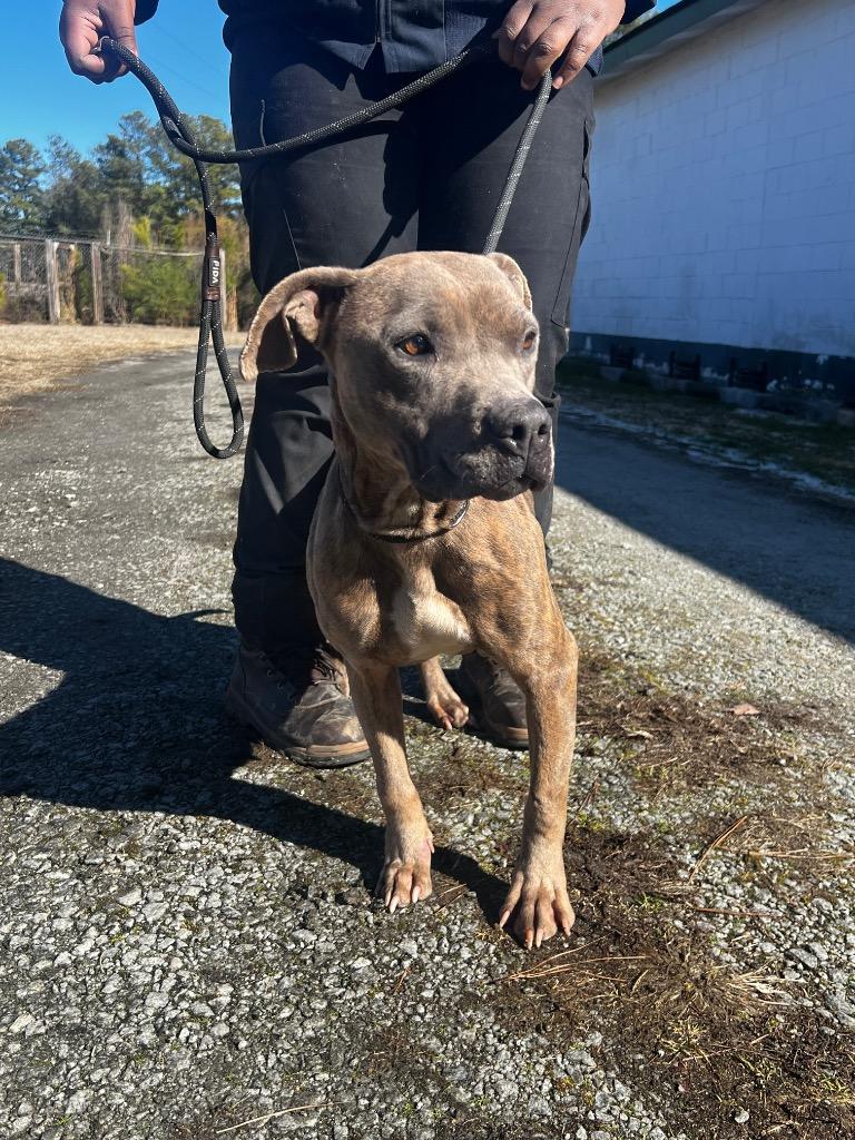 Dolly Pawton, a Adoptable mixed breed in Winnsboro, SC image 5/5