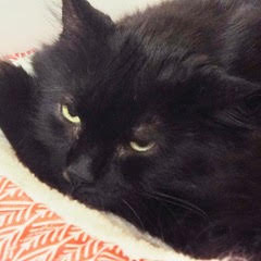 Enlarge Splat, a Adoptable Domestic Long Hair in Green Valley, AZ image 9/13