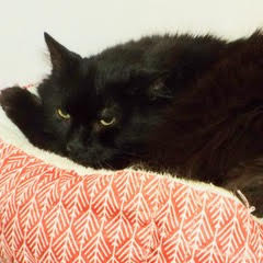 Enlarge Splat, a Adoptable Domestic Long Hair in Green Valley, AZ image 7/13