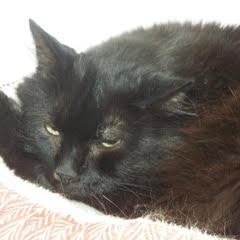 Splat, a Adoptable Domestic Long Hair in Green Valley, AZ image 1/13