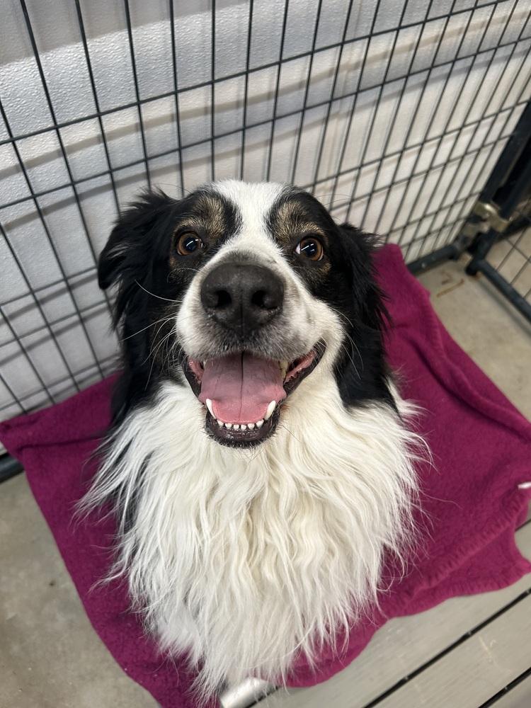 Odin, Adoptable, Adult Male Australian Shepherd.