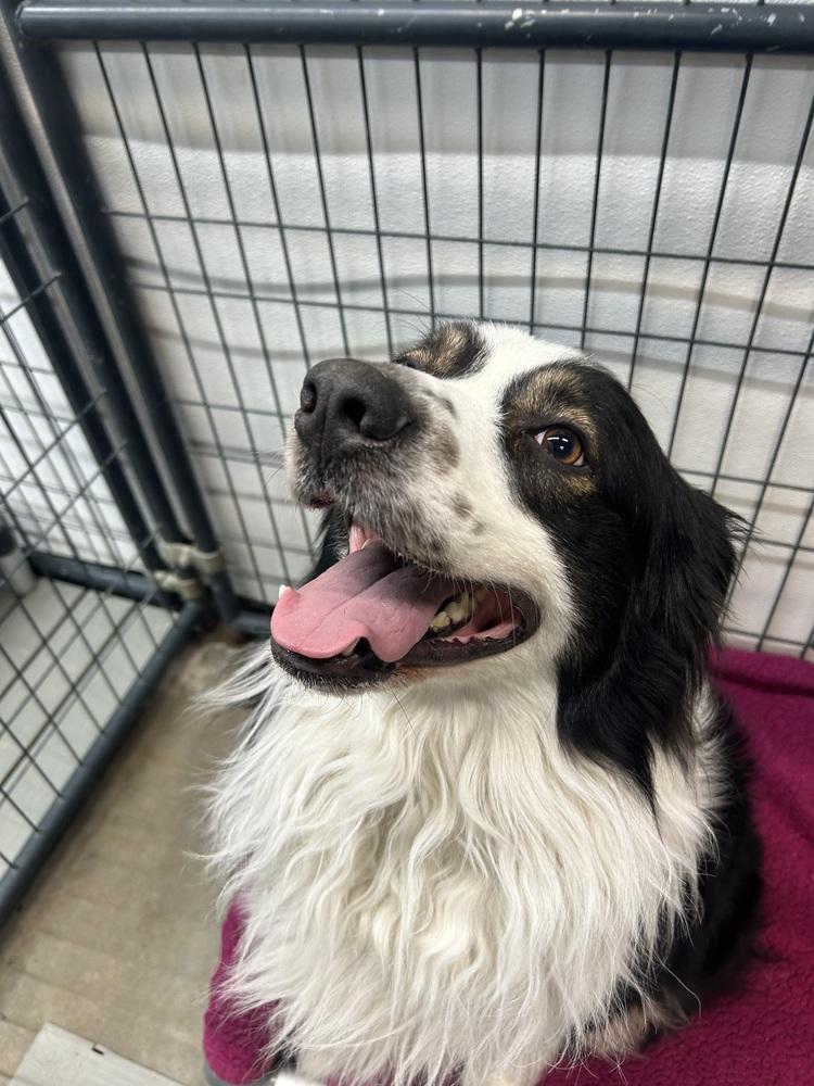 Enlarge Odin, a Adoptable Australian Shepherd in Warrenton, MO image 2/6