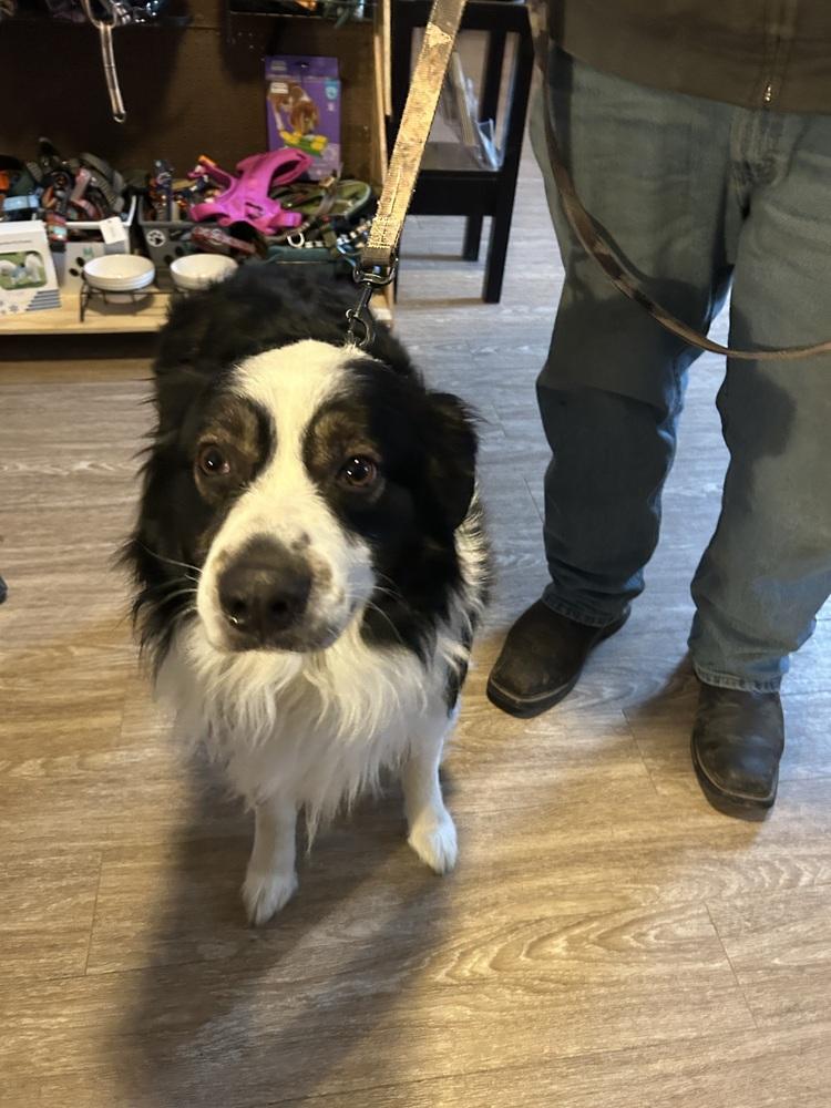 Enlarge Odin, a Adoptable Australian Shepherd in Warrenton, MO image 4/6