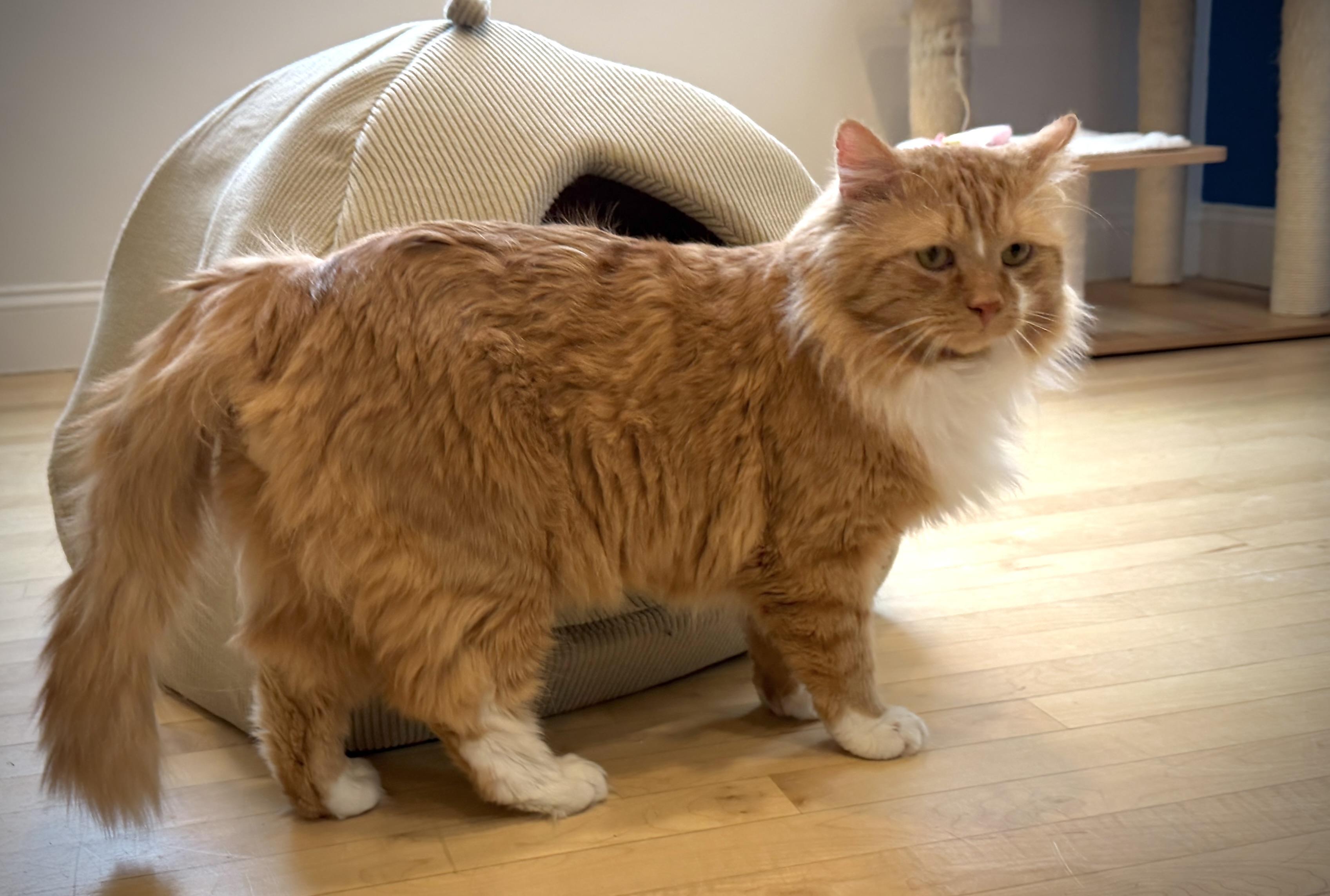 Enlarge Chumbawumba, a Adoptable Domestic Long Hair in Hull, MA image 1/3