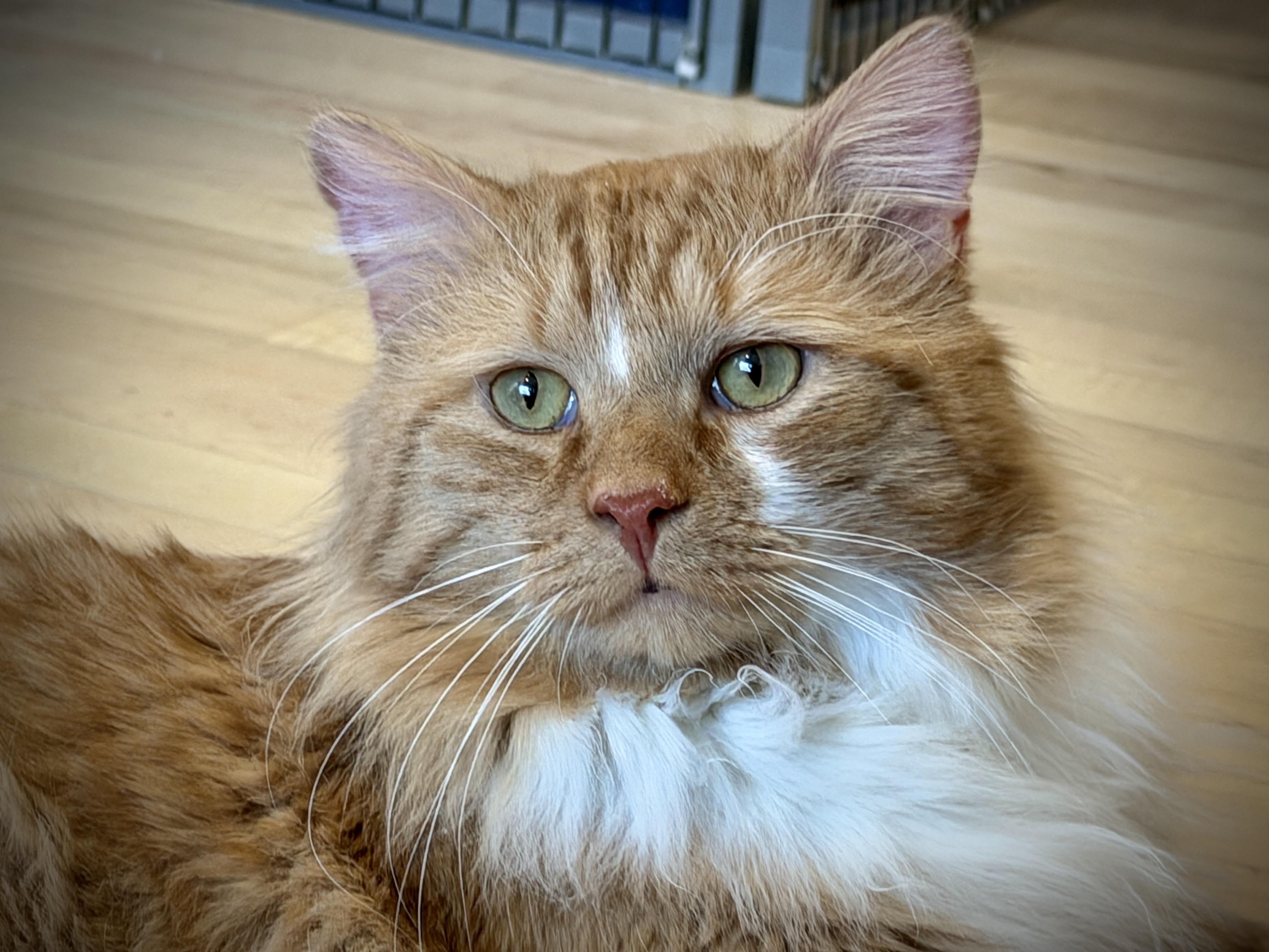 Enlarge Chumbawumba, a Adoptable Domestic Long Hair in Hull, MA image 2/3