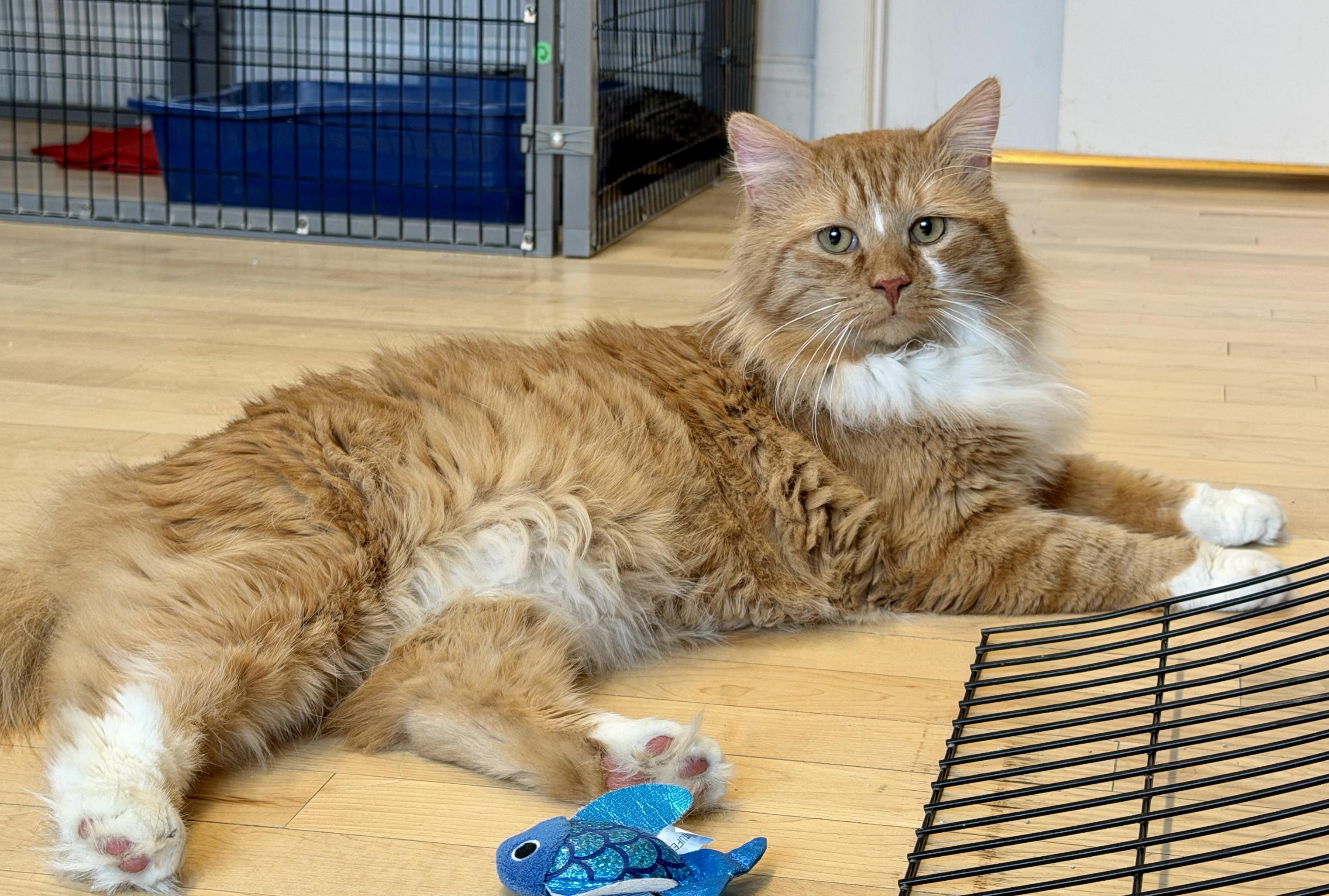 Enlarge Chumbawumba, a Adoptable Domestic Long Hair in Hull, MA image 3/3