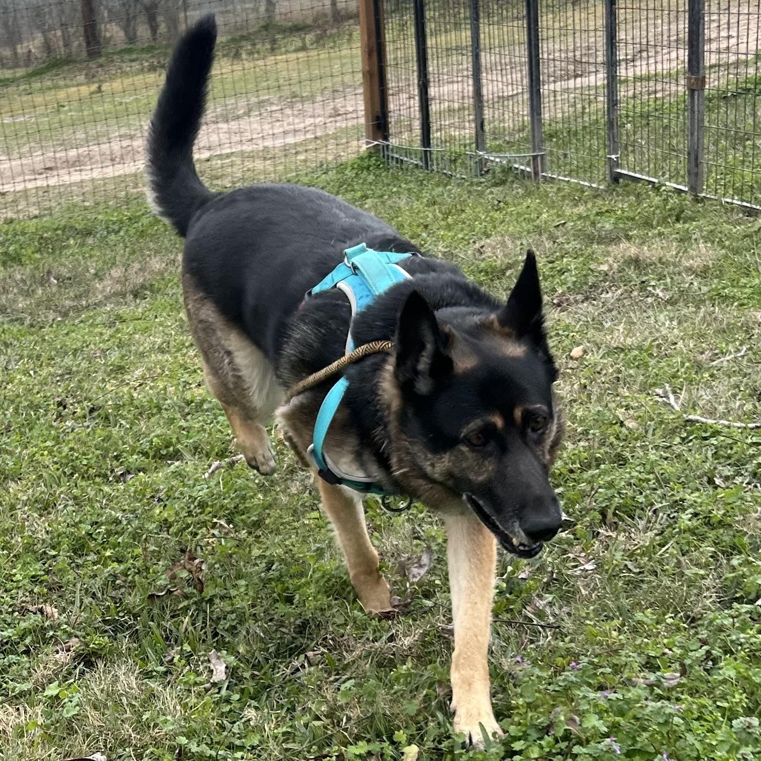 Enlarge Meeka, a Adoptable mixed breed in Lake Station, IN image 4/6