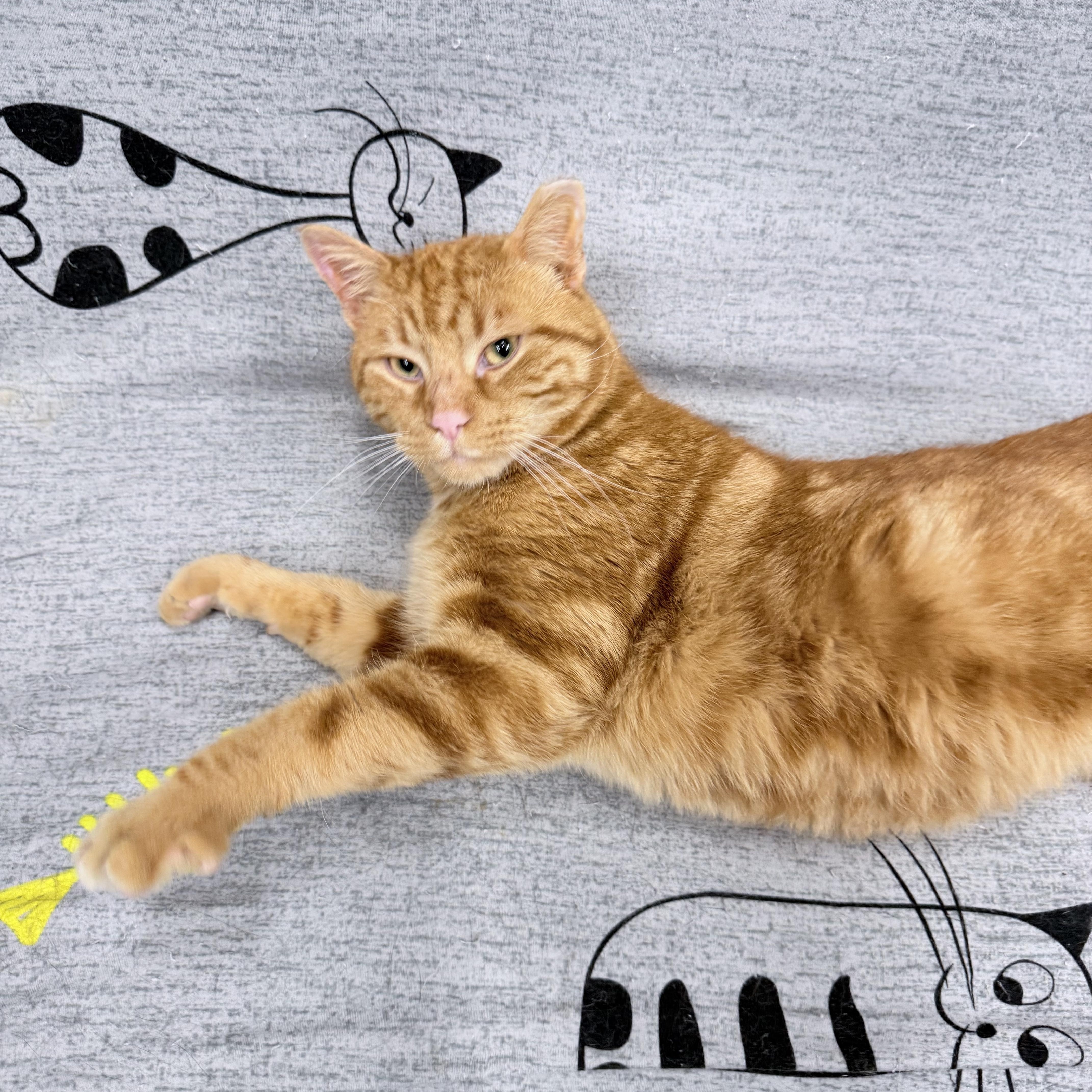 Effie, an adopted American Shorthair in Philadelphia, PA image 6/6