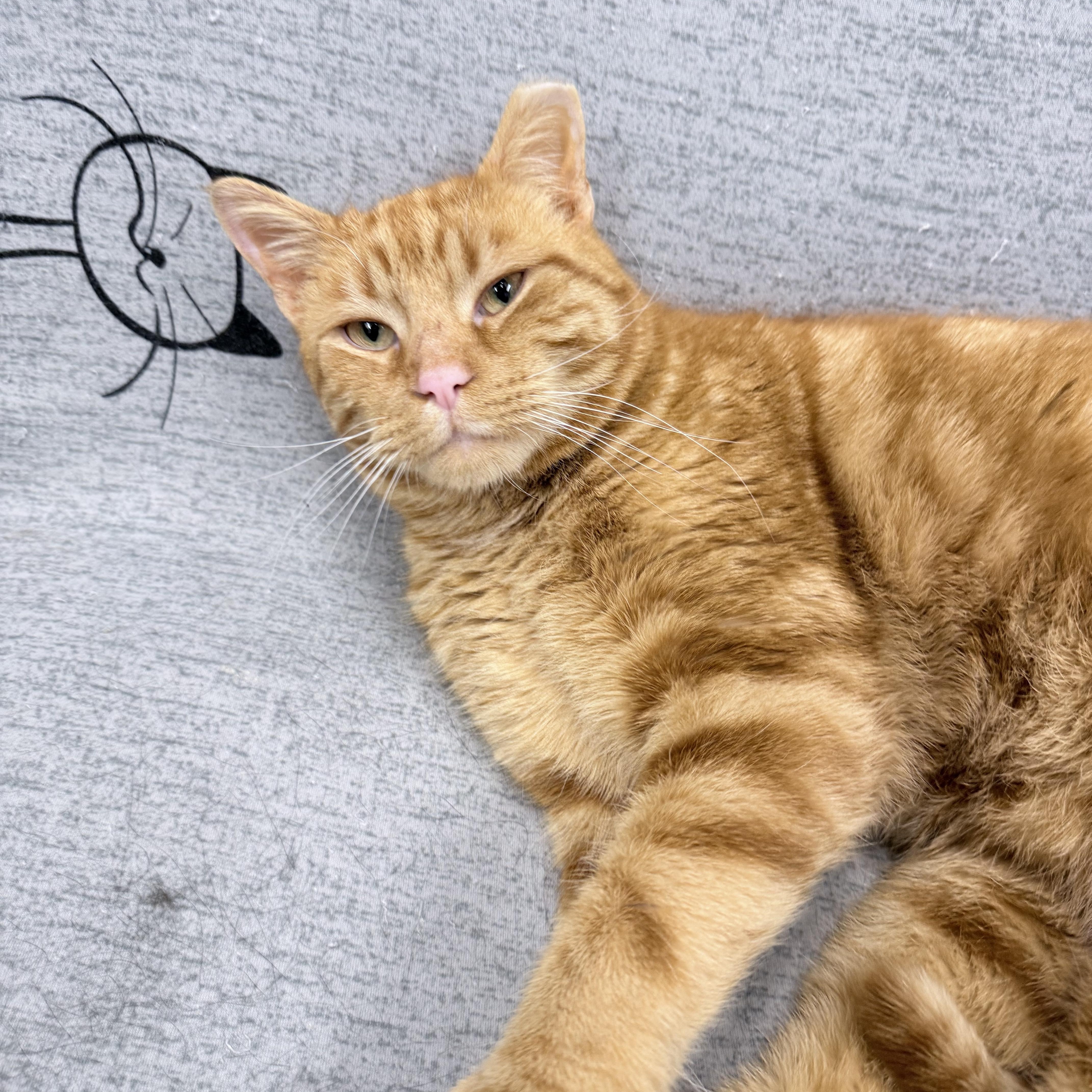 Effie, an adopted American Shorthair in Philadelphia, PA image 1/6