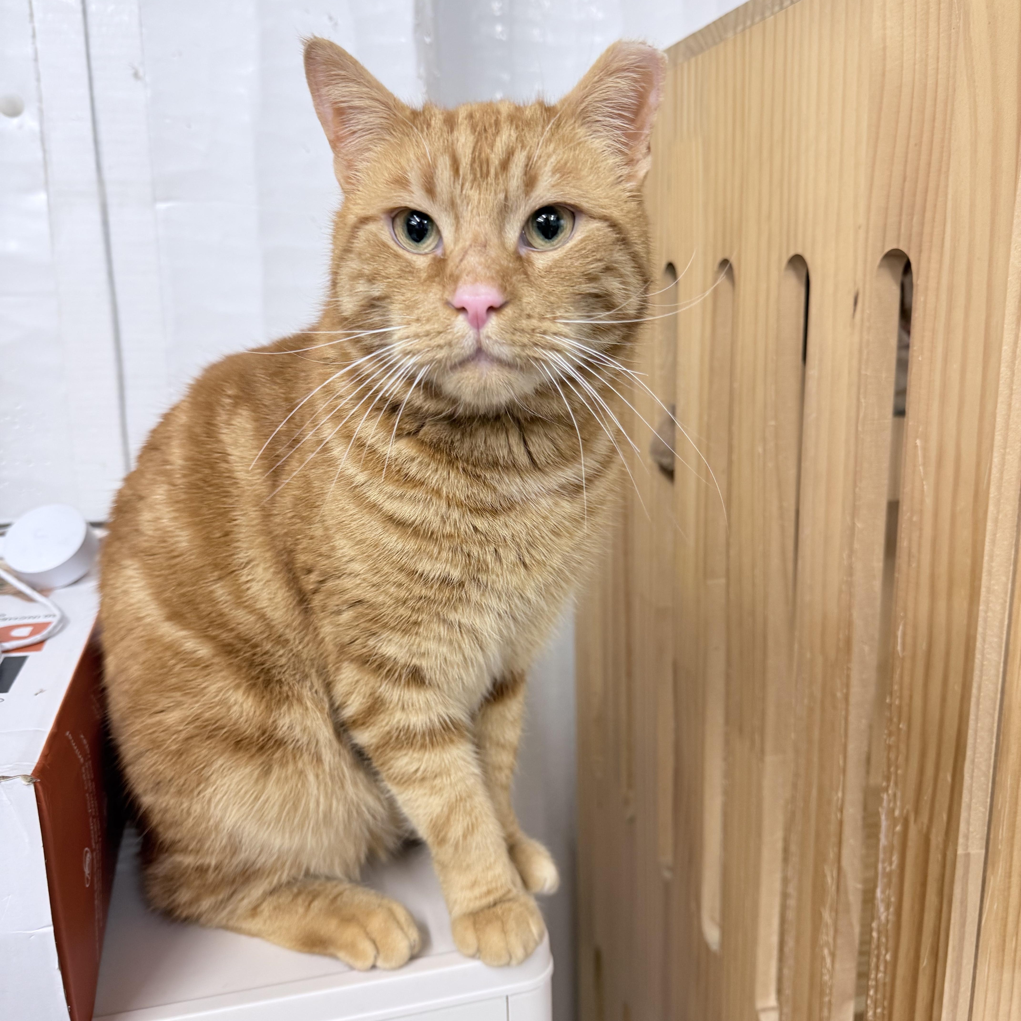 Effie, an adopted American Shorthair in Philadelphia, PA image 3/6