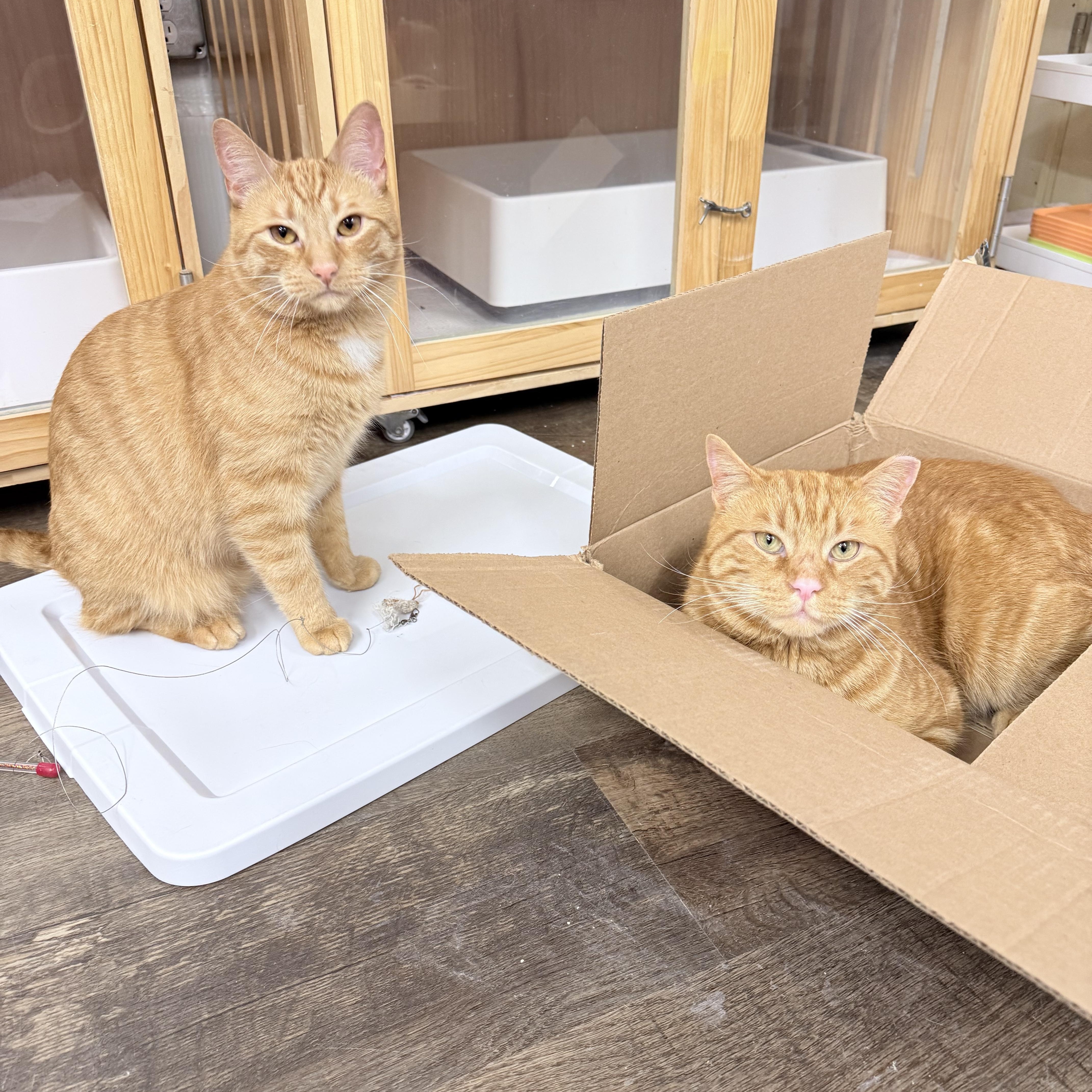 Effie, an adopted American Shorthair in Philadelphia, PA image 2/6