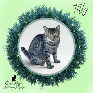 Enlarge Tilly, a Adoptable Domestic Short Hair in Casa Grande, AZ image 1/2