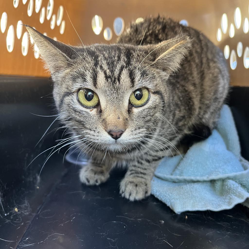 Enlarge Tilly, a Adoptable Domestic Short Hair in Casa Grande, AZ image 2/2