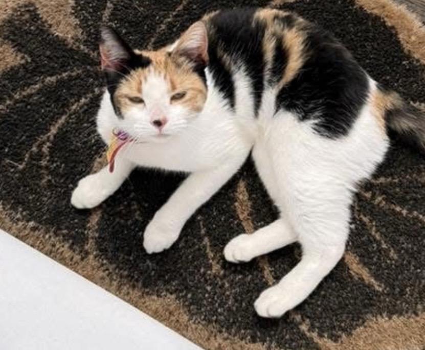 Bubbles, an adopted mixed breed in Omaha, NE image 1/3