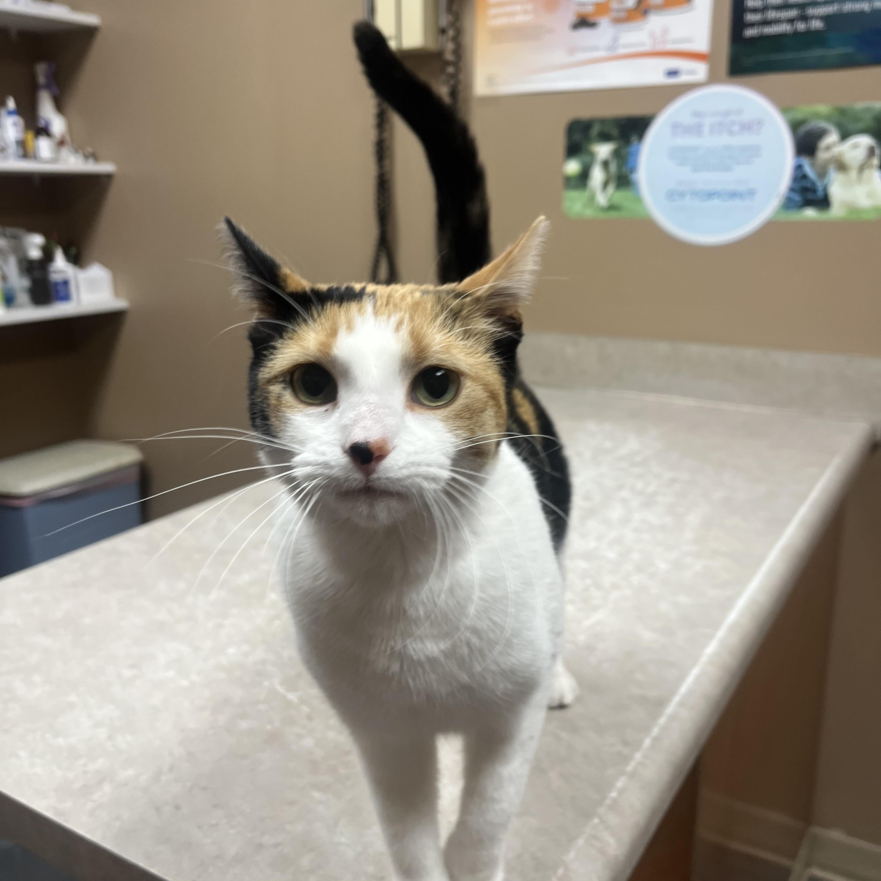 Bubbles, an adopted mixed breed in Omaha, NE image 2/3