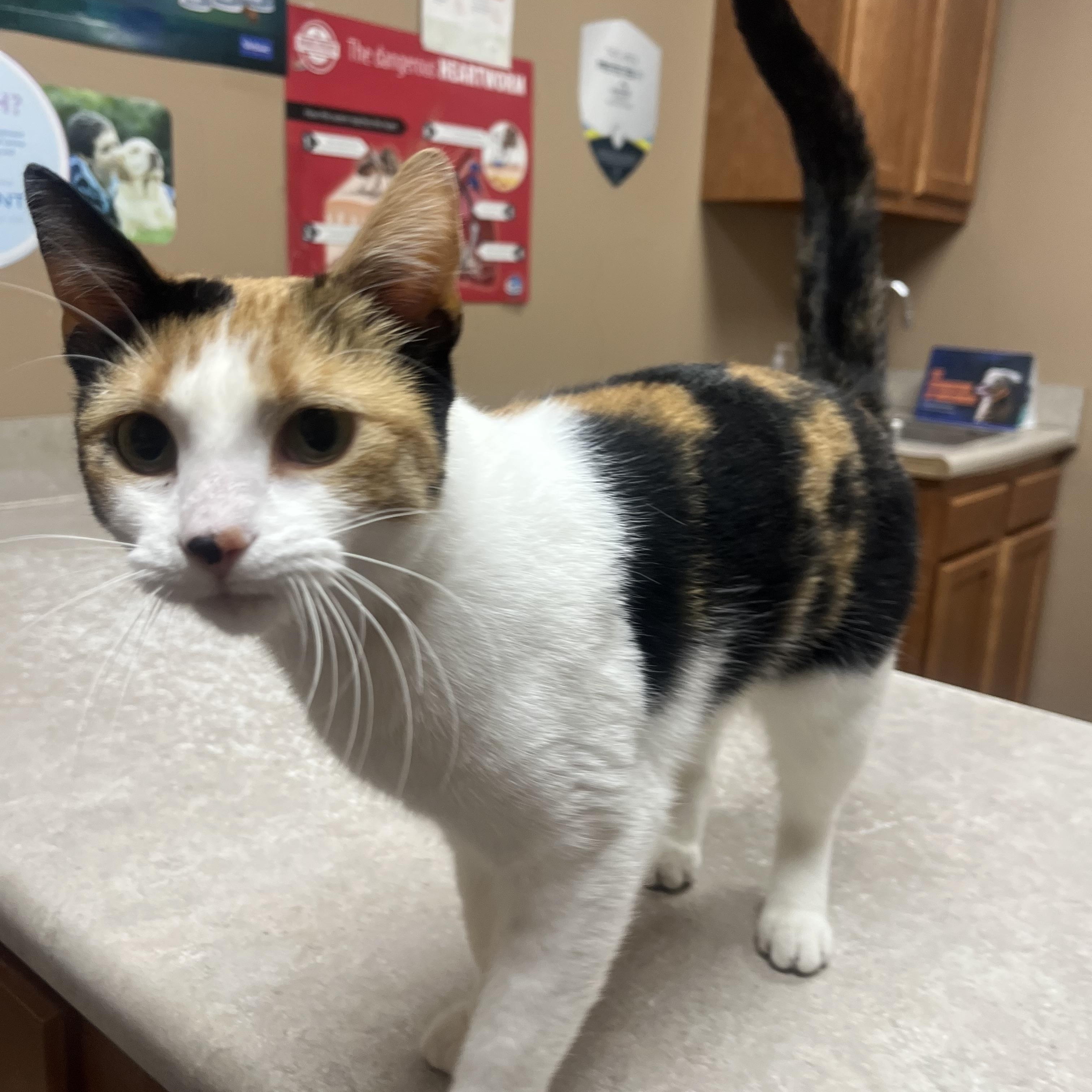 Bubbles, an adopted mixed breed in Omaha, NE image 3/3
