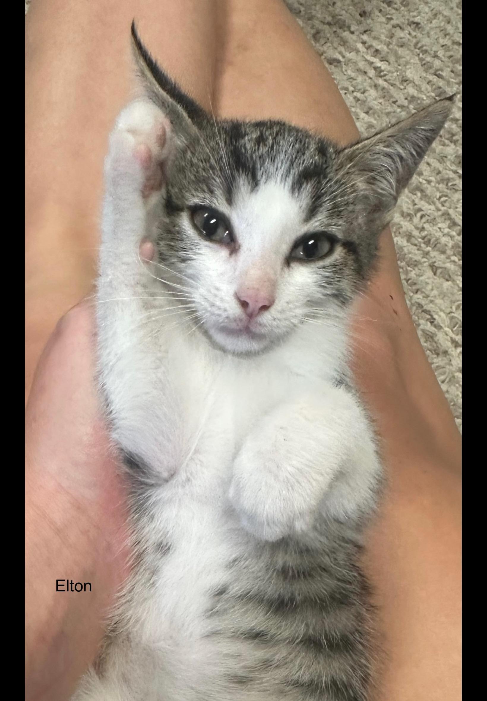 Enlarge Elton , a Adoptable Domestic Short Hair in Sneads Ferry, NC image 1/1