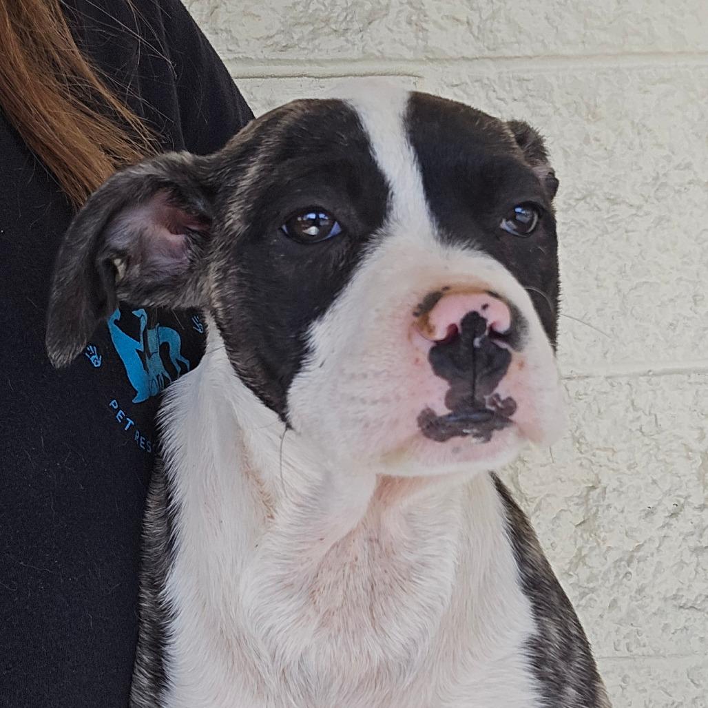 Audi, Adoptable, Puppy Female Mixed Breed.