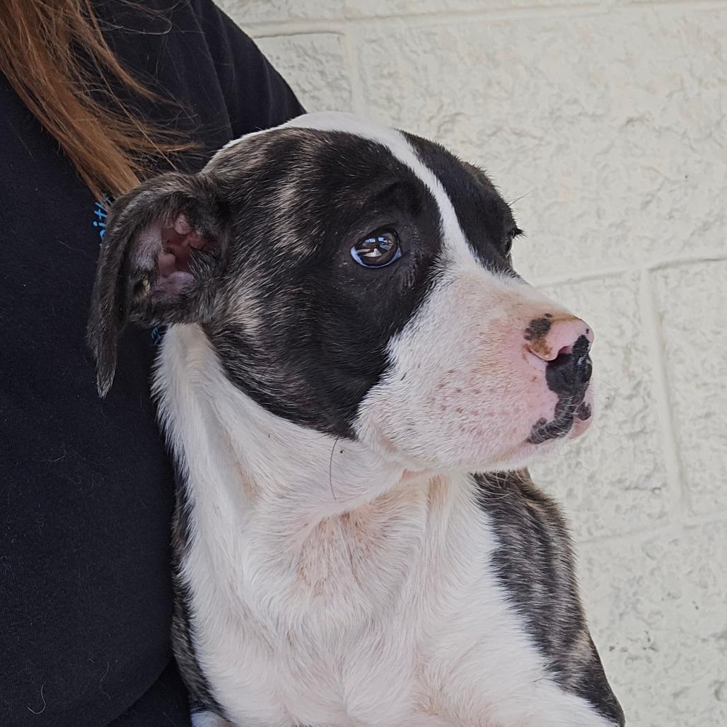 Audi, a Adoptable Mixed Breed in Williston, FL image 2/4