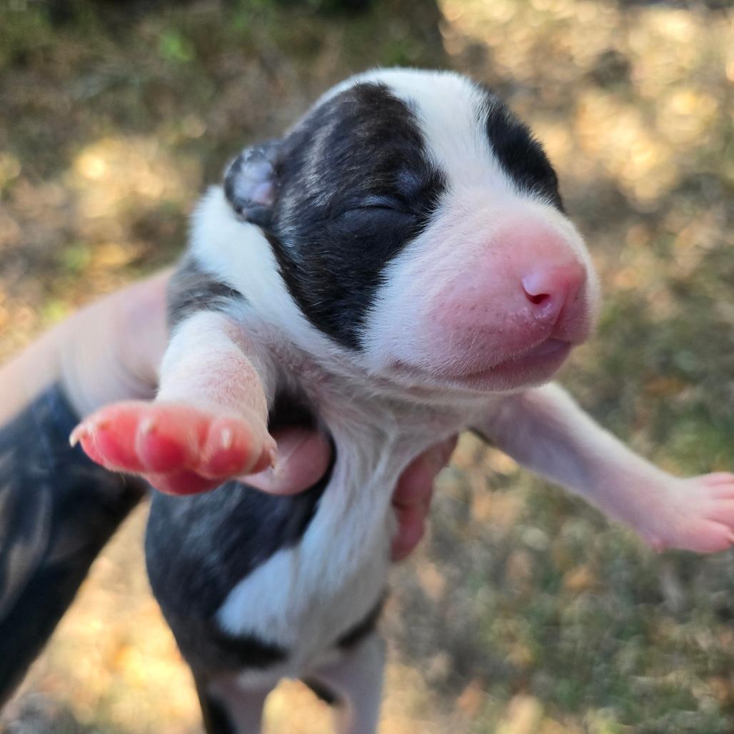 Audi, a Adoptable Mixed Breed in Williston, FL image 3/4