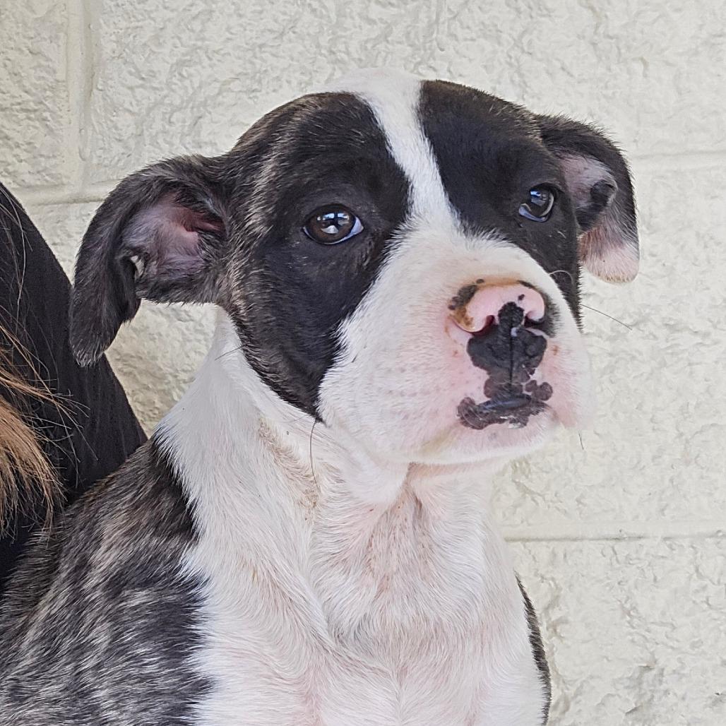 Audi, a Adoptable Mixed Breed in Williston, FL image 4/4