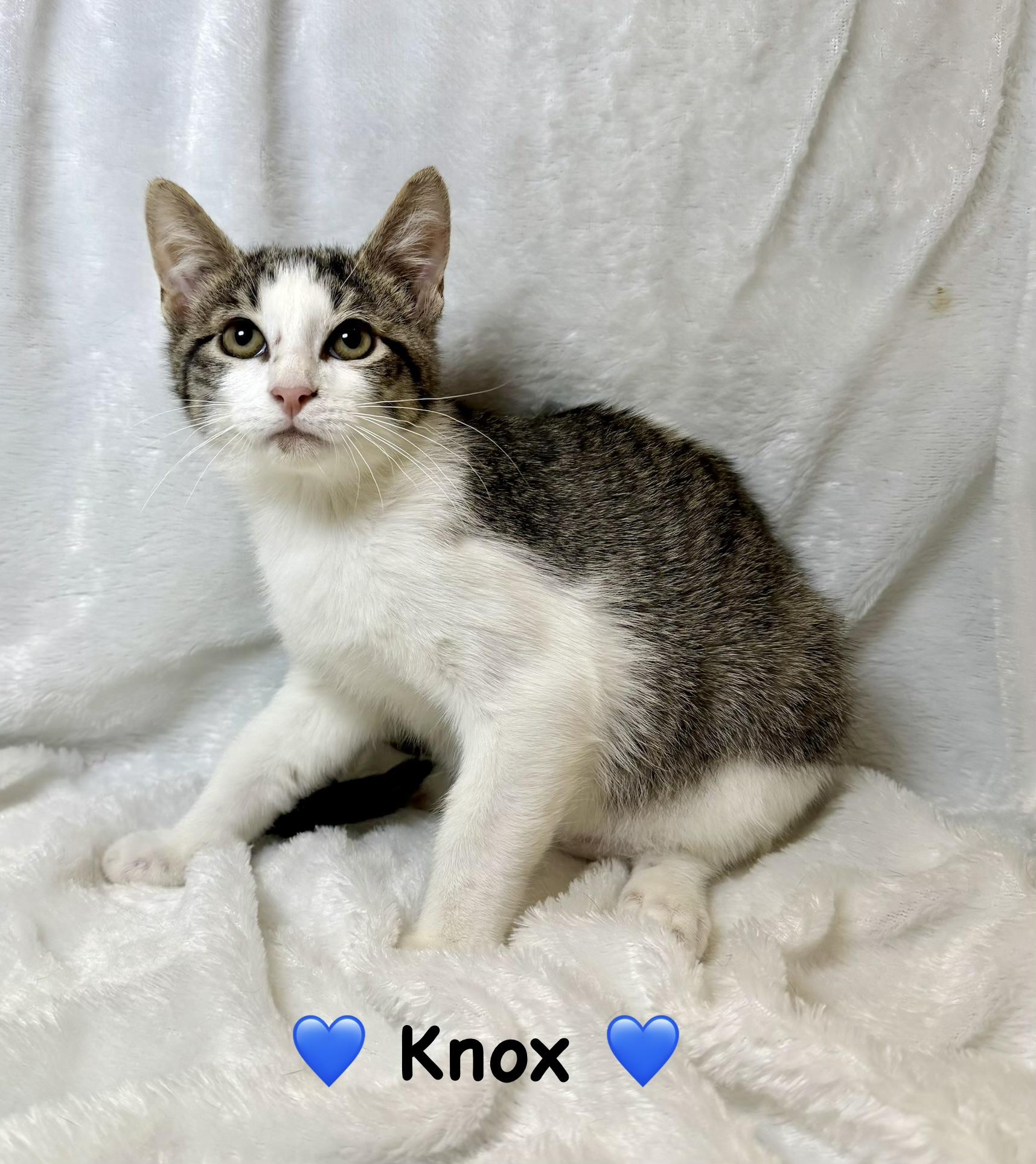 Enlarge Knox, a ADOPTABLE Domestic Short Hair in Copley, OH image 1/1
