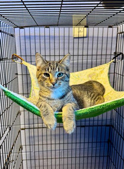 Buckwheat (bonded to Spanky), Adoptable, Kitten Male Domestic Short Hair & Domestic Short Hair.