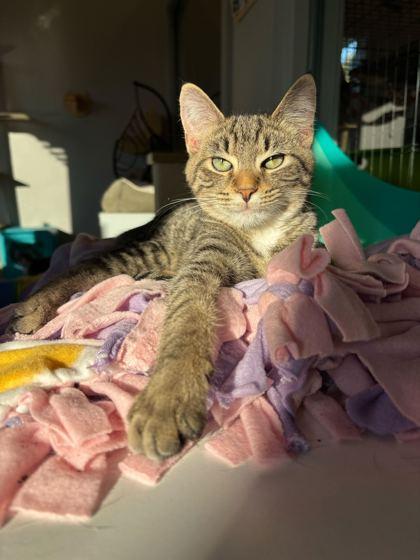 Enlarge Buckwheat (bonded to Spanky), a Adoptable Domestic Short Hair in Louisville, KY image 2/3