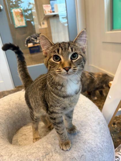 Enlarge Buckwheat (bonded to Spanky), a Adoptable Domestic Short Hair in Louisville, KY image 3/3