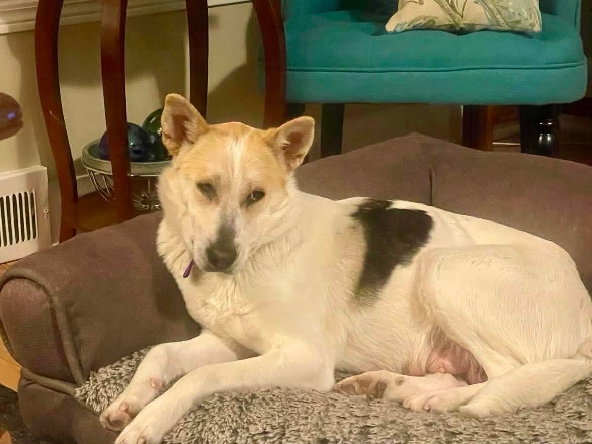 Enlarge Coral, a Adoptable mixed breed in Winnipeg, MB image 4/5